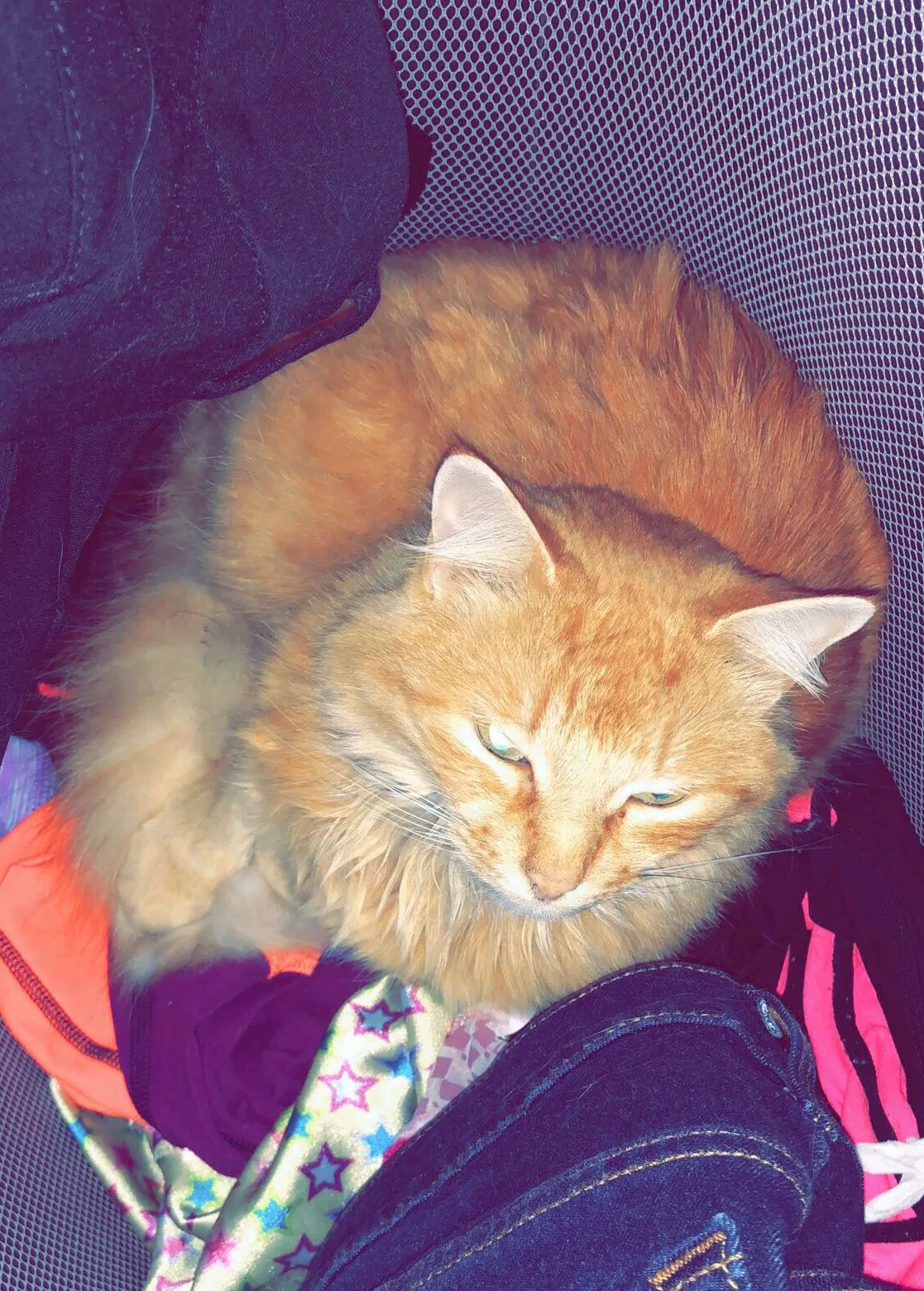 Lost cat in Knoxville, TN, 37921