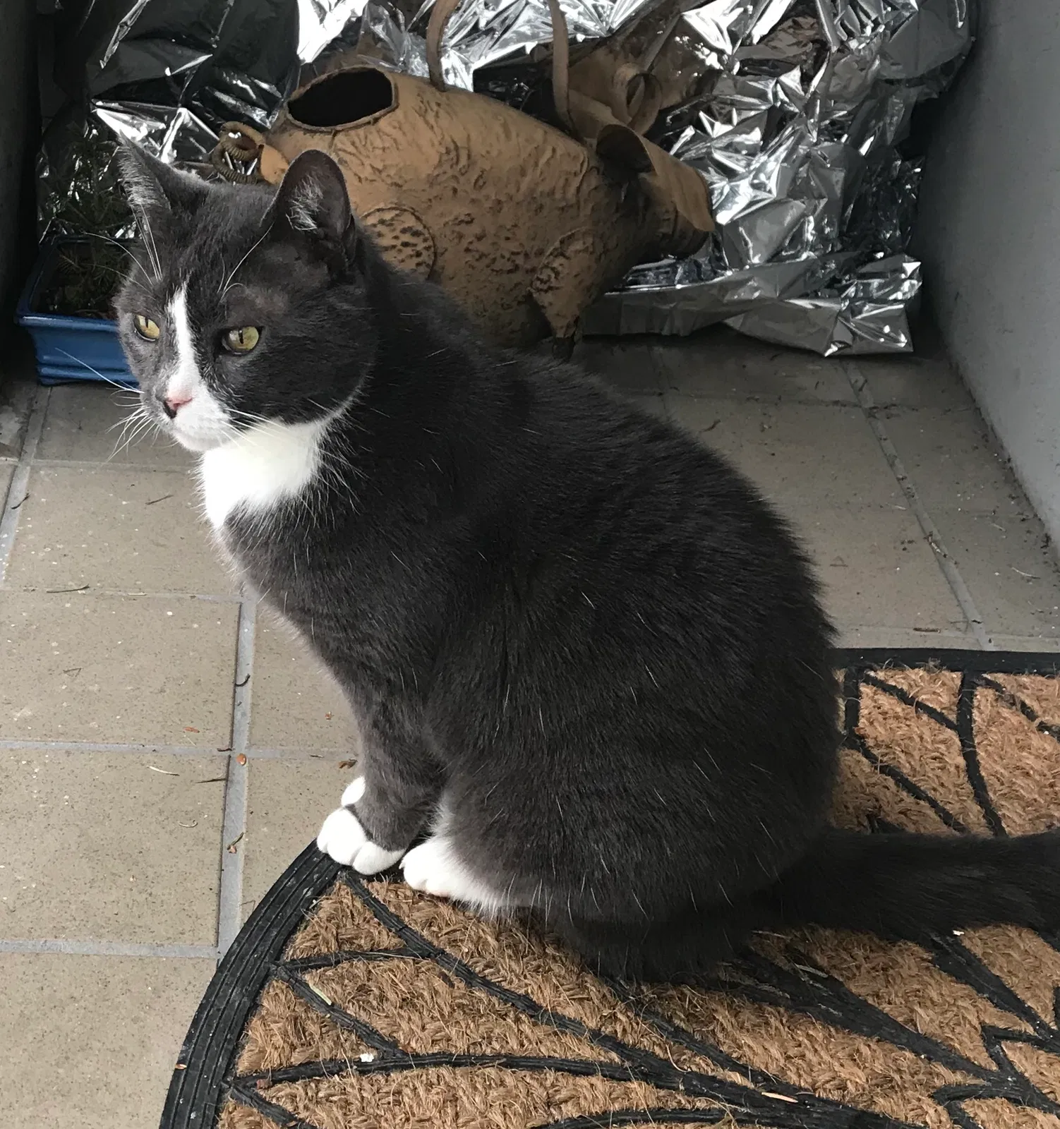 Lost cat in Seattle, WA, 98117