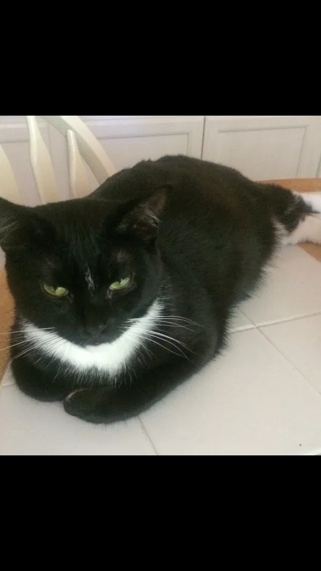 Lost cat in Hampton, VA, 23669