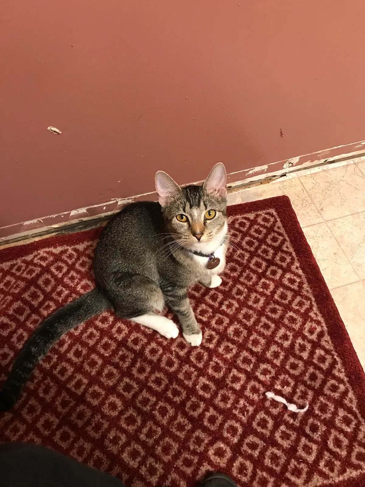 Lost cat in Summerfield, NC, 27358
