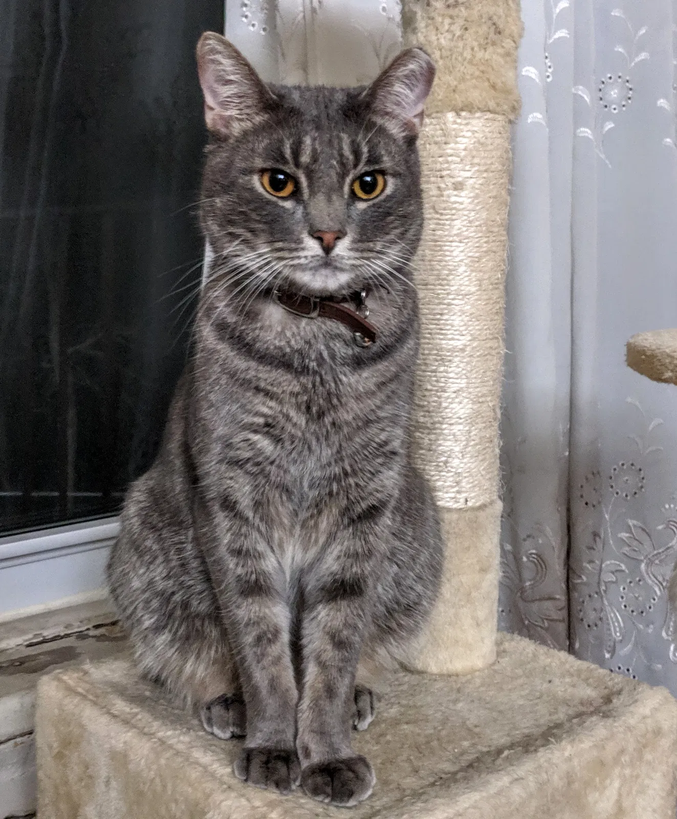 Lost cat in Rego Park, NY, 11374