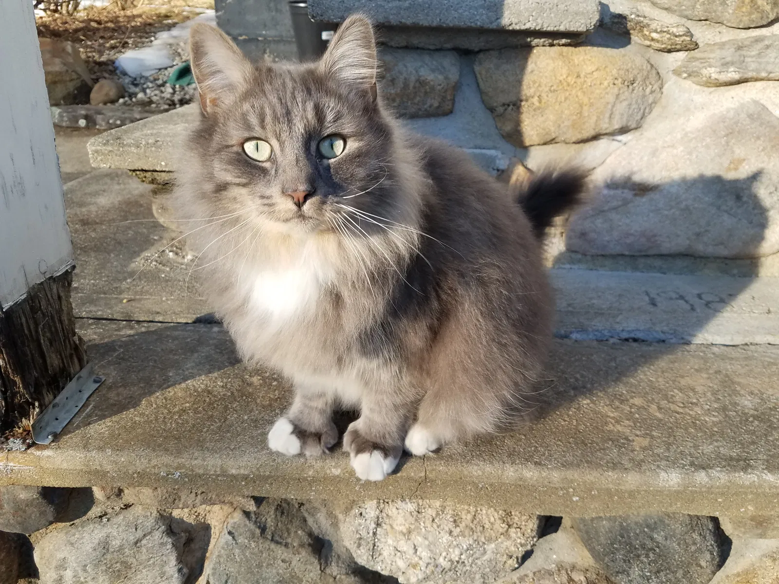 Lost cat in Concord, NH, 3301