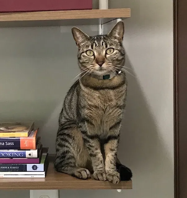 Lost cat in Alpharetta, GA, 30004