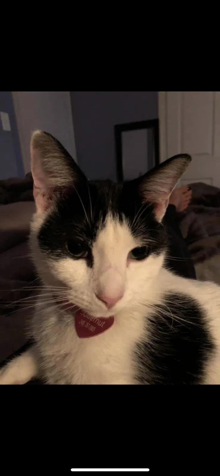 Lost cat in Charlotte, NC, 28227