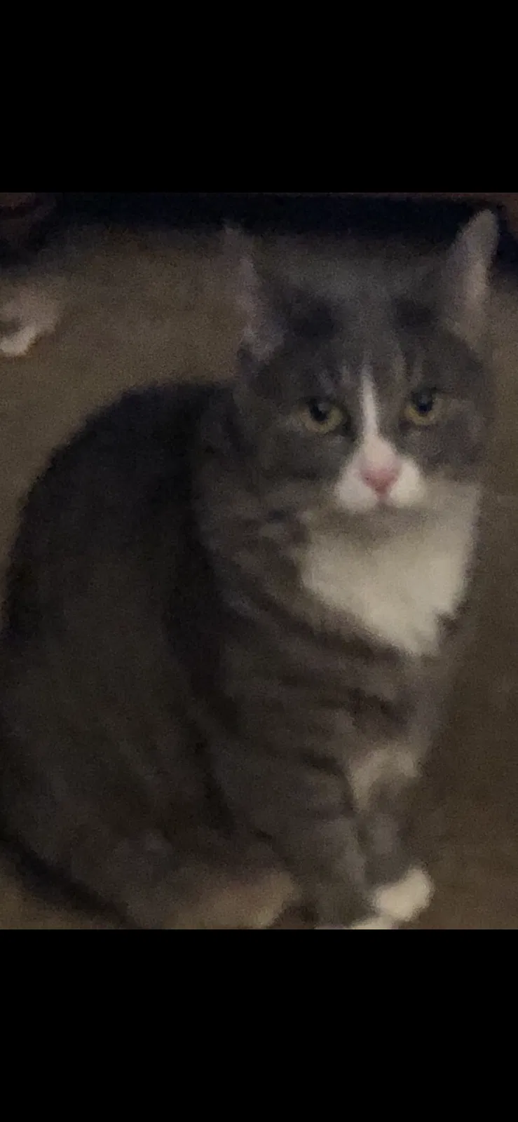 Lost cat in Westerville, OH, 43081