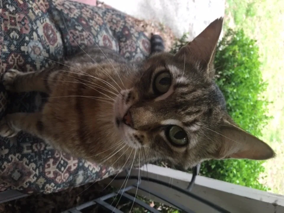 Lost cat in Ocala, FL, 34482