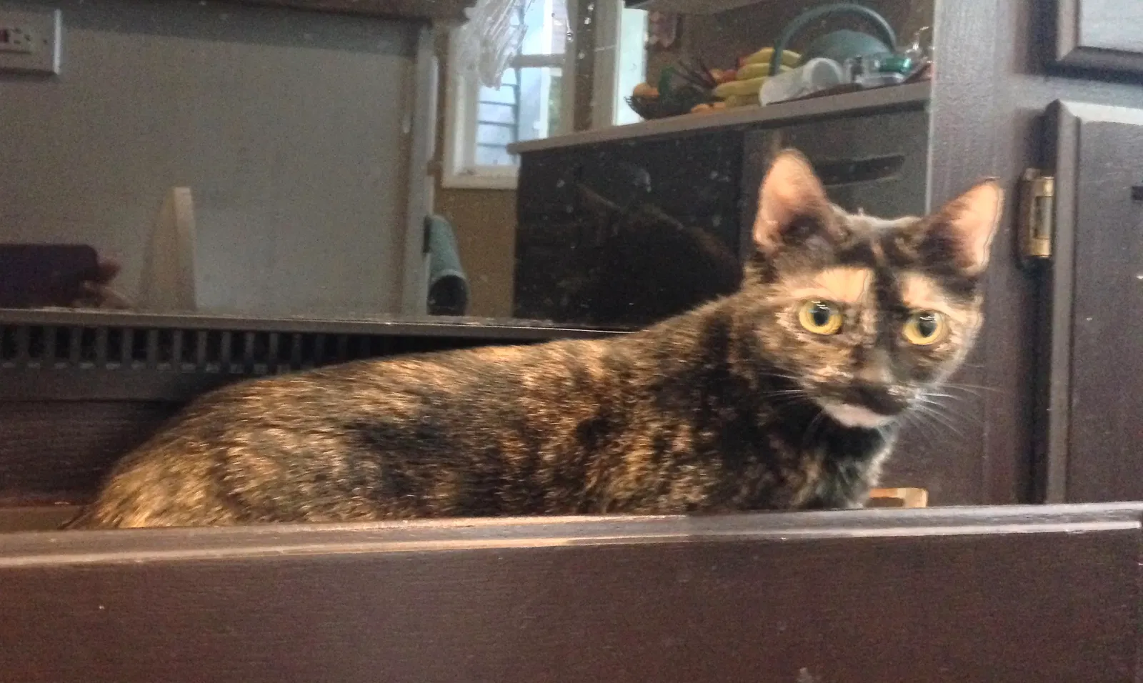 Lost cat in Silverdale, WA, 98383