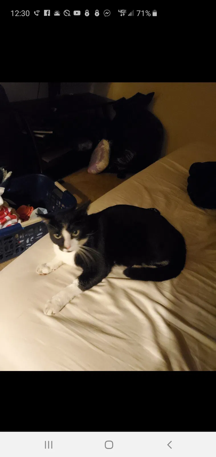 Lost cat in Gallatin, TN, 37066