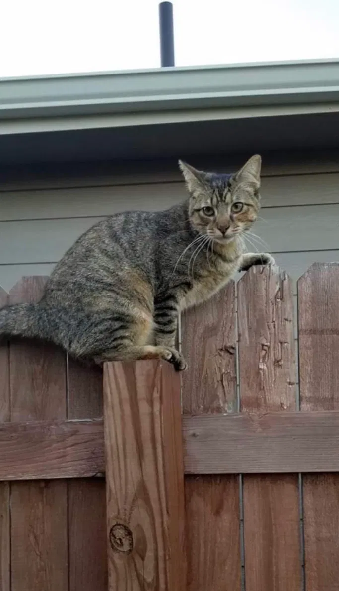 Lost cat in New Braunfels, TX, 78130