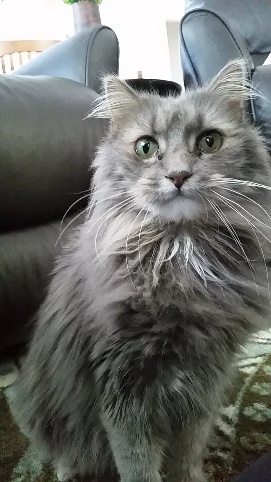 Lost cat in Fargo, ND, 58104