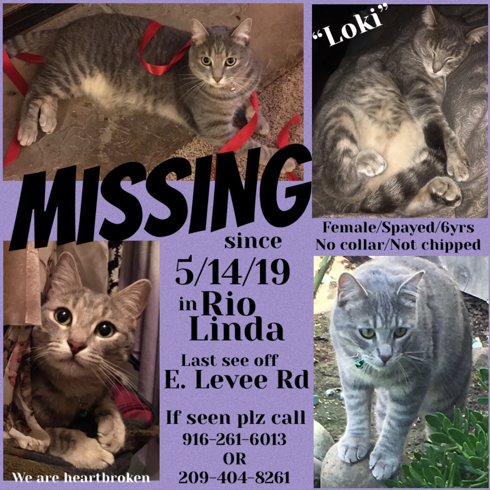 Lost cat in Rio Linda, CA, 95673