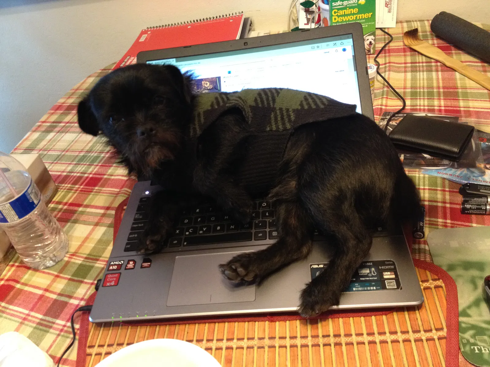 Lost dog in Hayward, CA, 94545