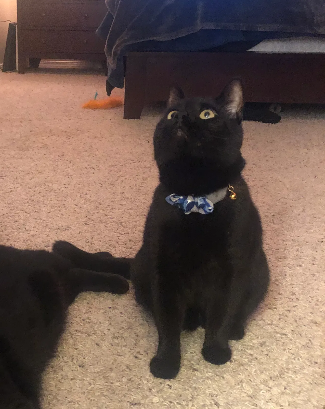 Lost cat in Colorado Springs, CO, 80924
