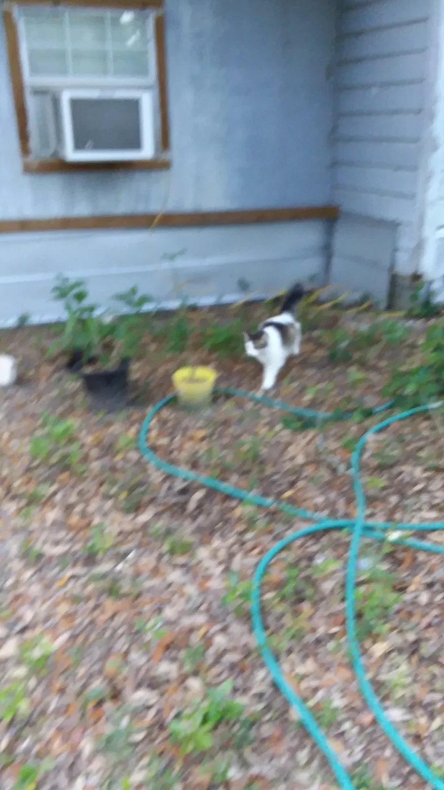 Lost cat in Navarre, FL, 32566