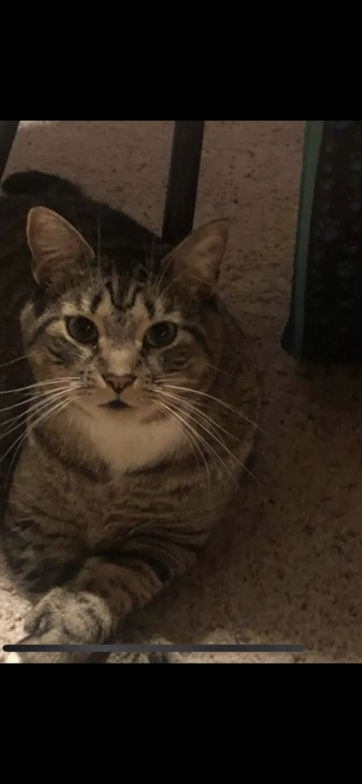 Lost cat in Tampa, FL, 33611