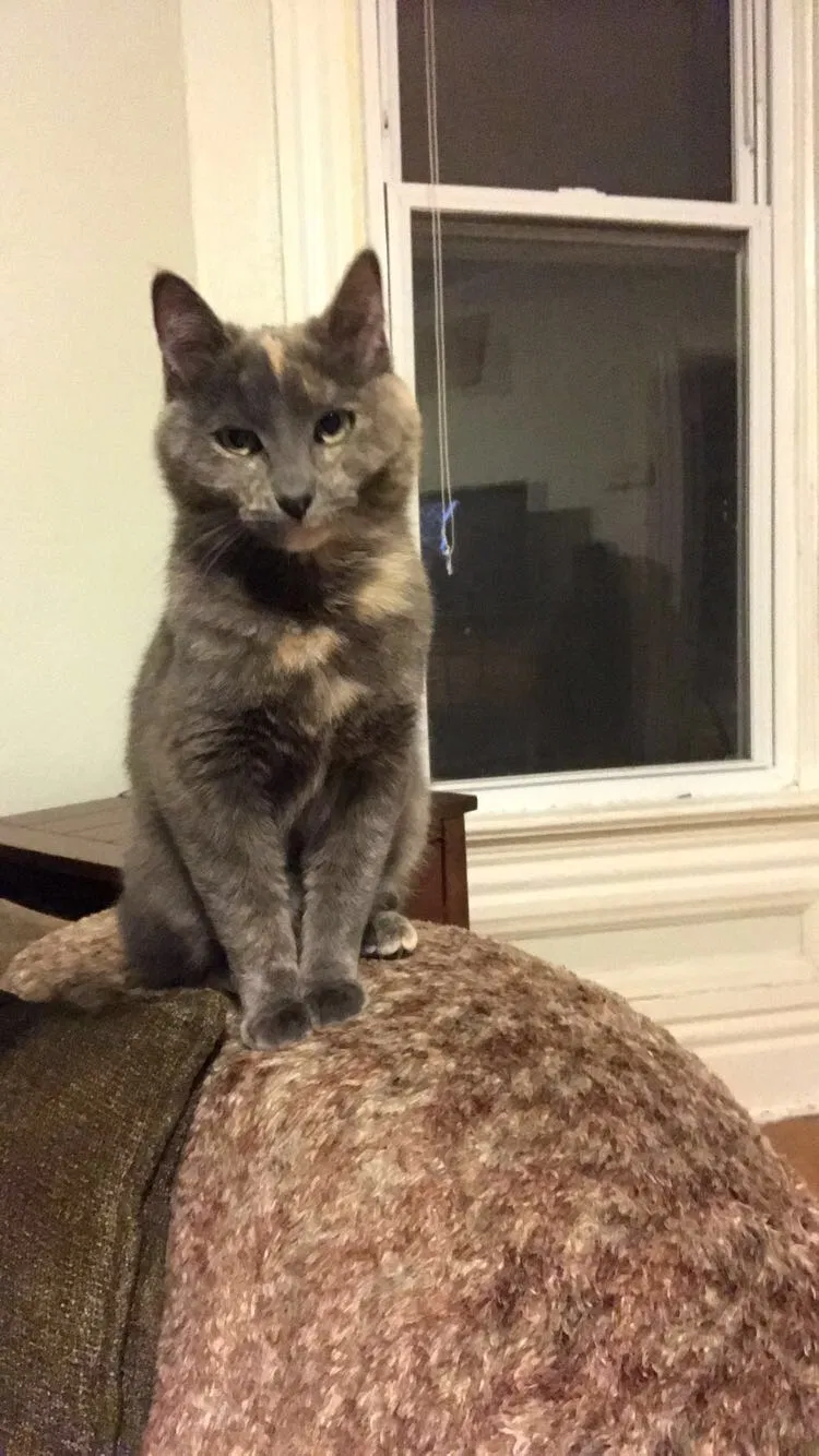 Lost cat in Milwaukee, WI, 53211