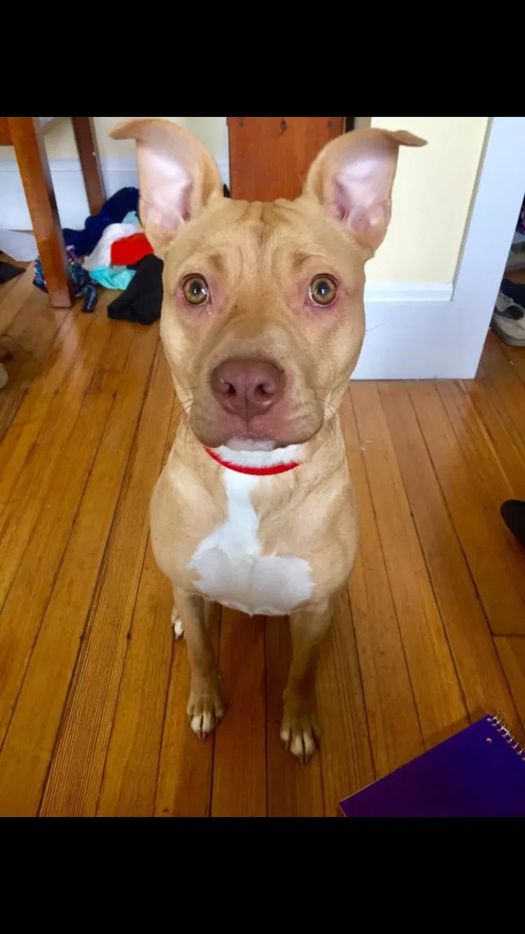 Lost dog in Richmond, VA, 23220