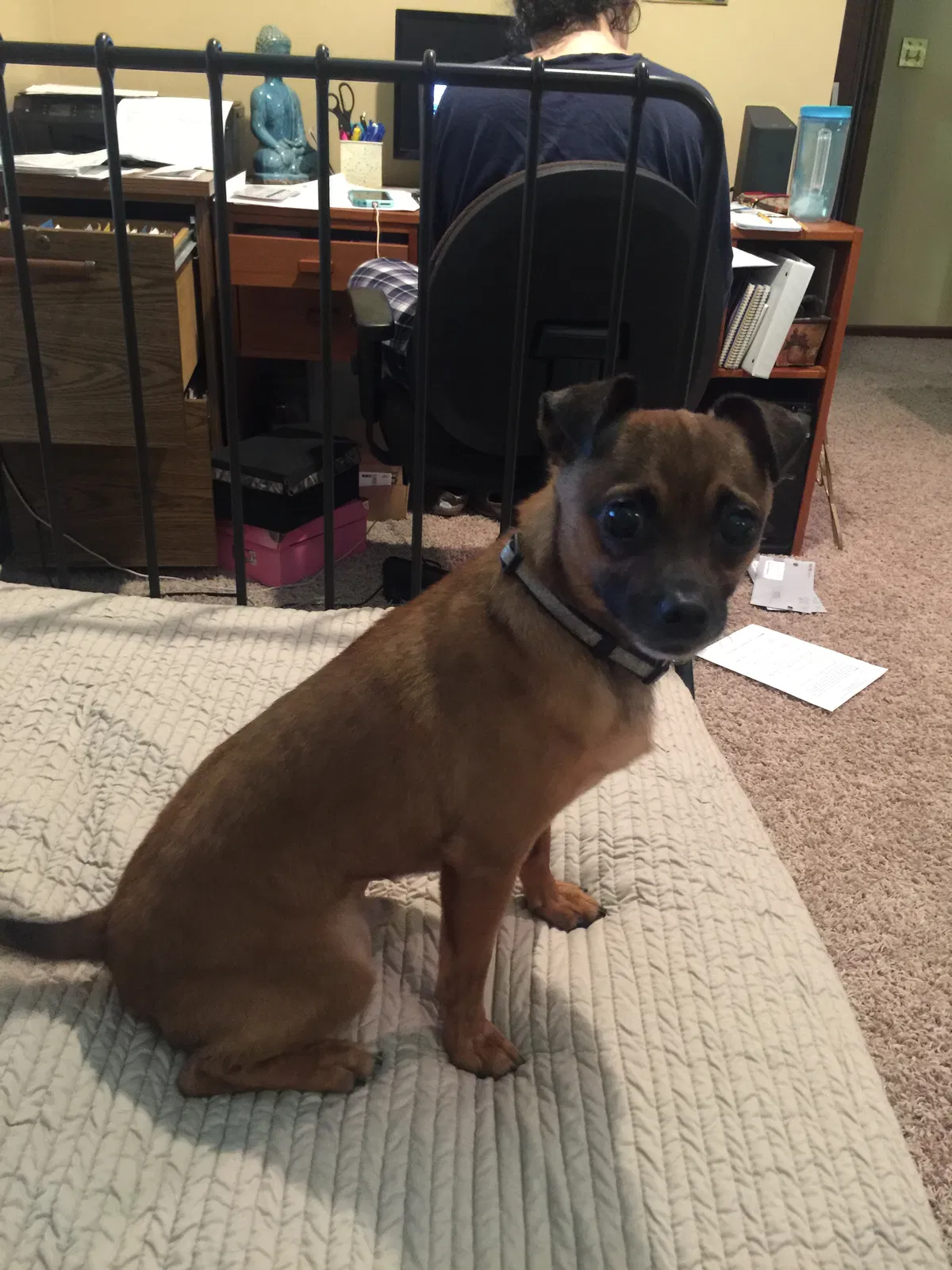Lost dog in Daleville, VA, 24083