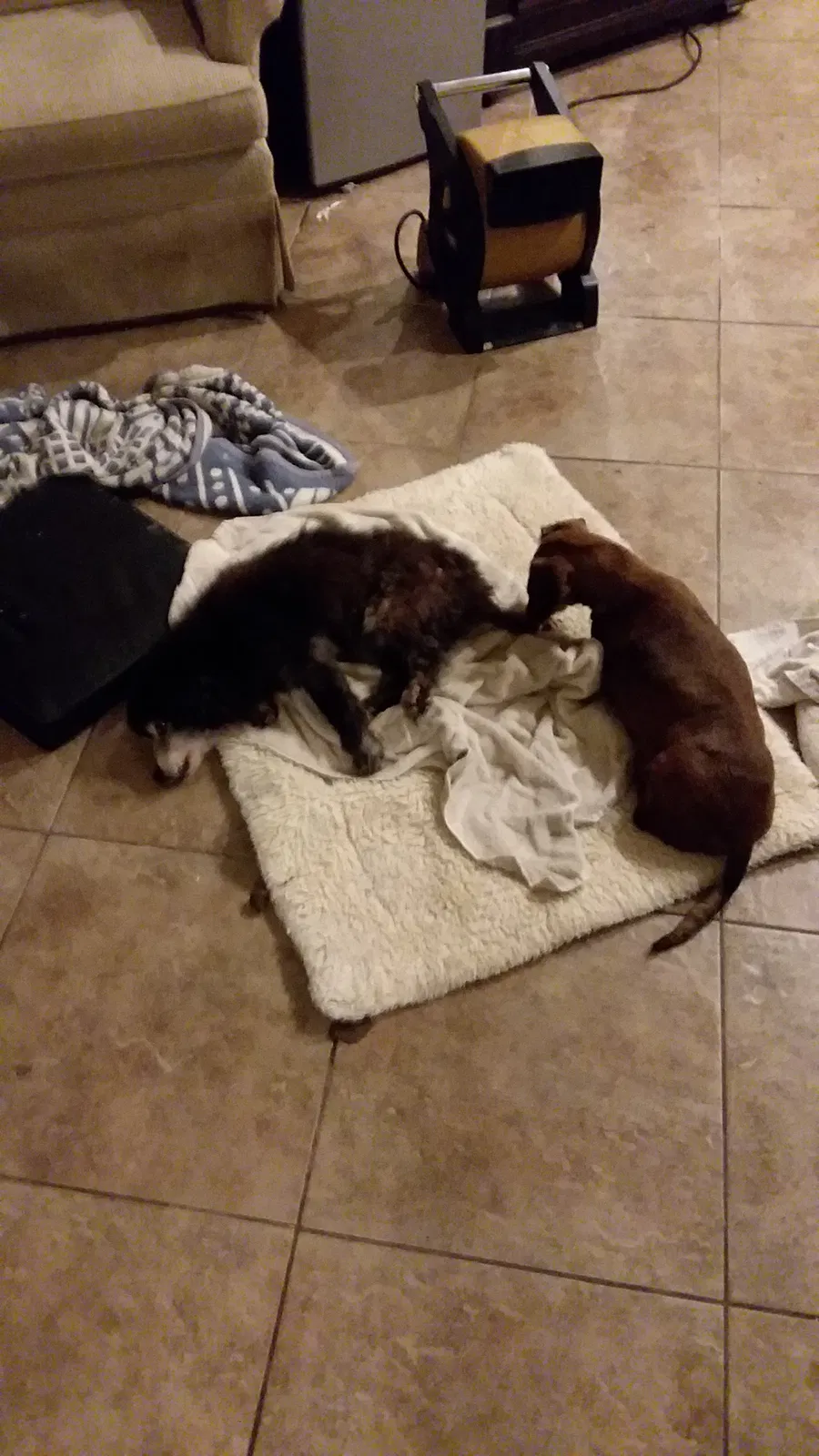 Lost dog in Madison, MS, 39110