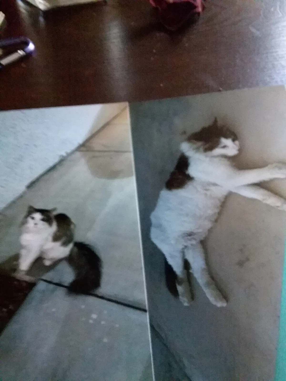 Lost cat in Navarre, FL, 32566