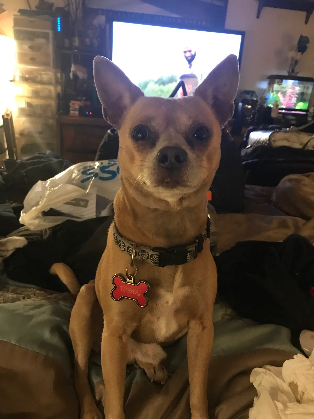 Lost dog in Colton, CA, 92324