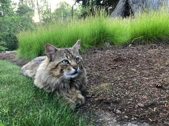 Lost cat in Monroe, WA, 98272