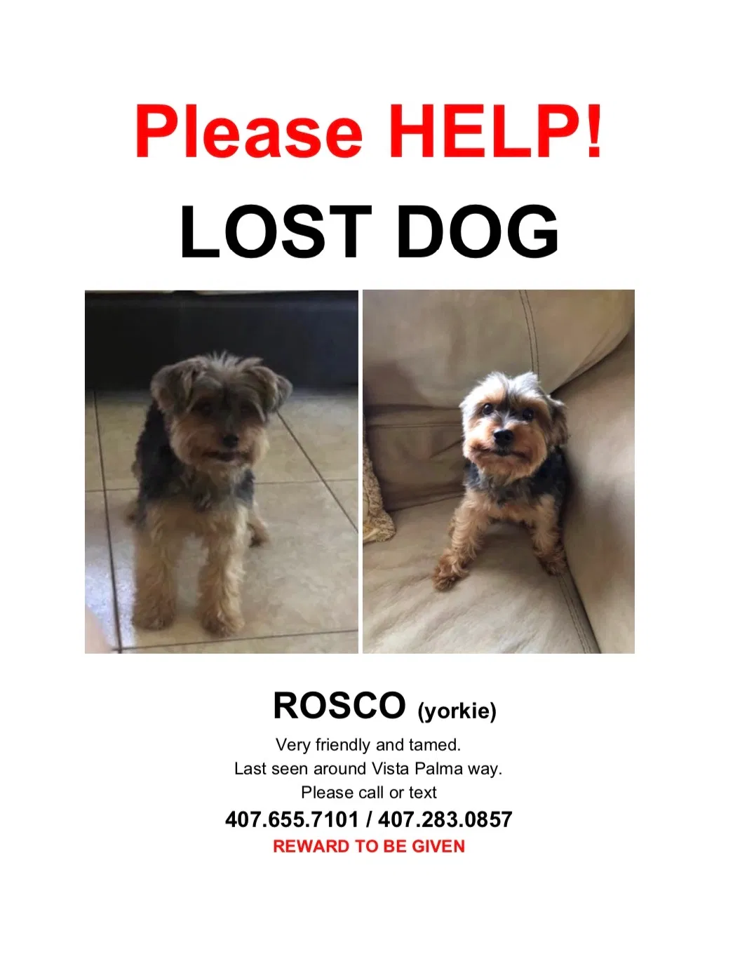 Lost dog in Orlando, FL, 32825