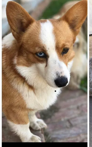 Lost dog in Troup, TX, 75789