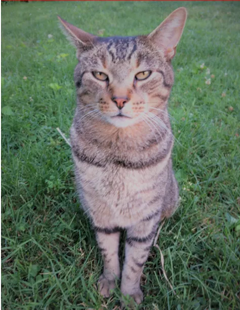Lost cat in New Cumberland, PA, 17070
