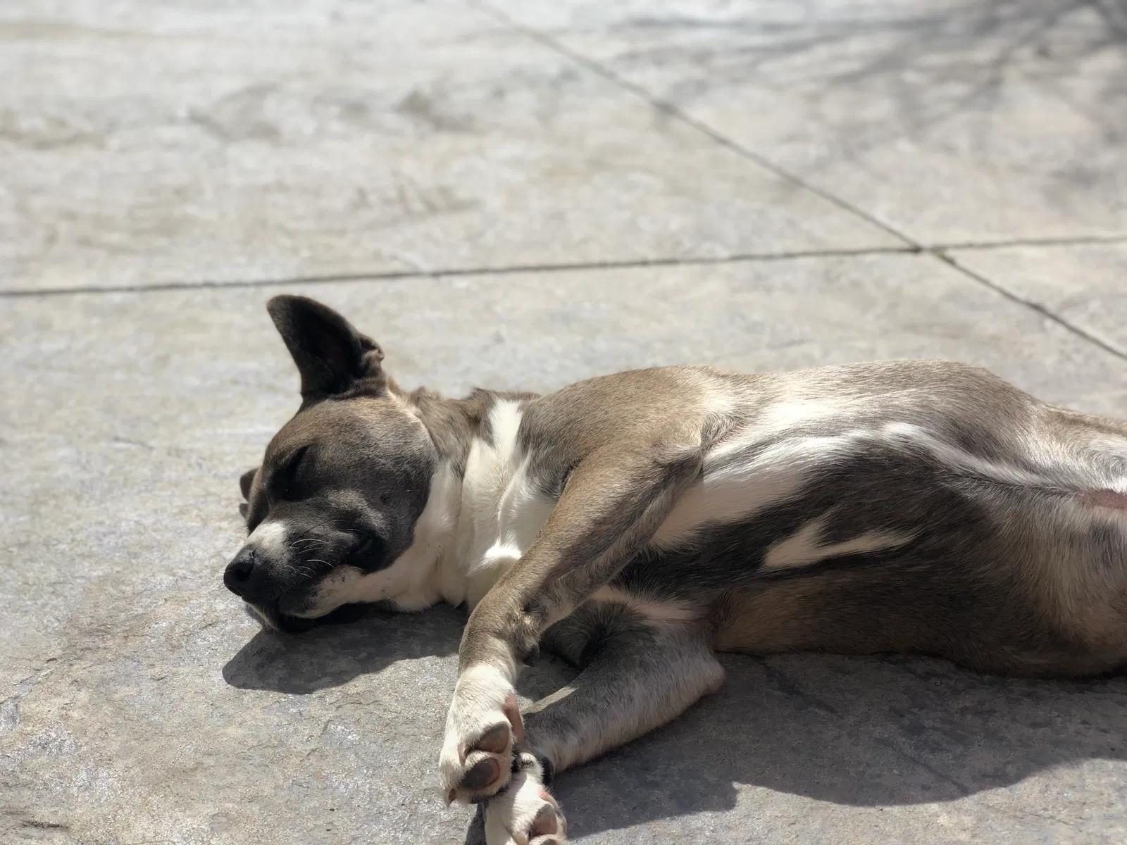 Lost dog in Sun Valley, NV, 89433