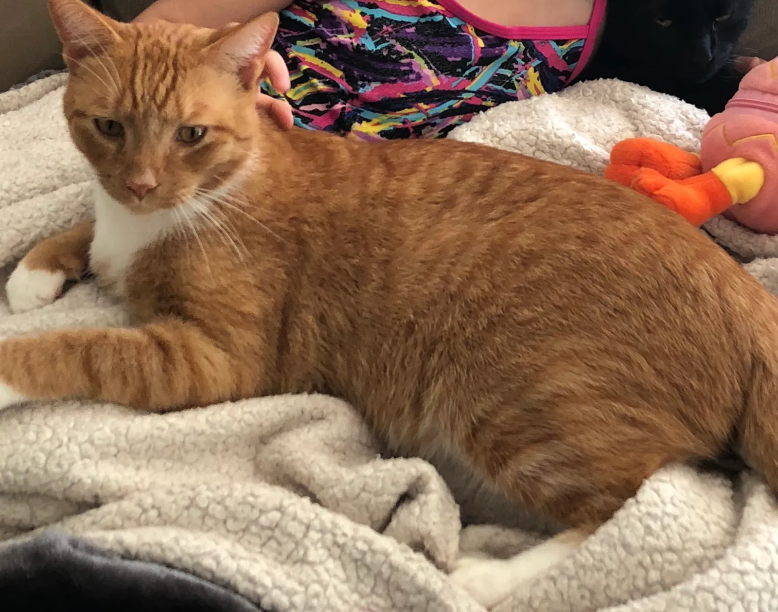 Lost cat in Greensboro, NC, 27410