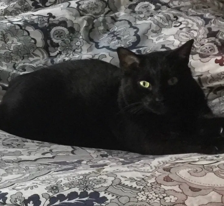 Lost cat in Knoxville, TN, 37920