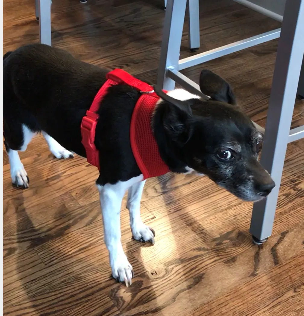 Lost dog in Smithville, MO, 64089