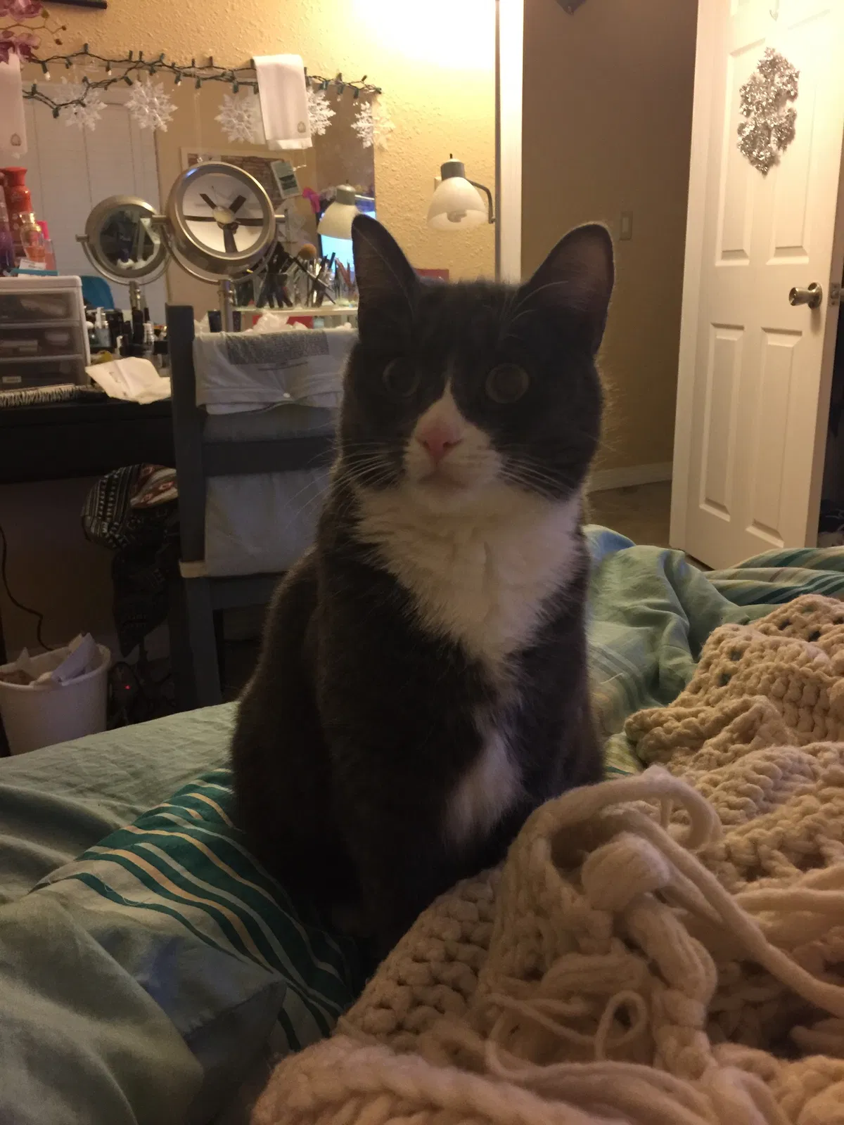 Lost cat in Anaheim, CA, 92802