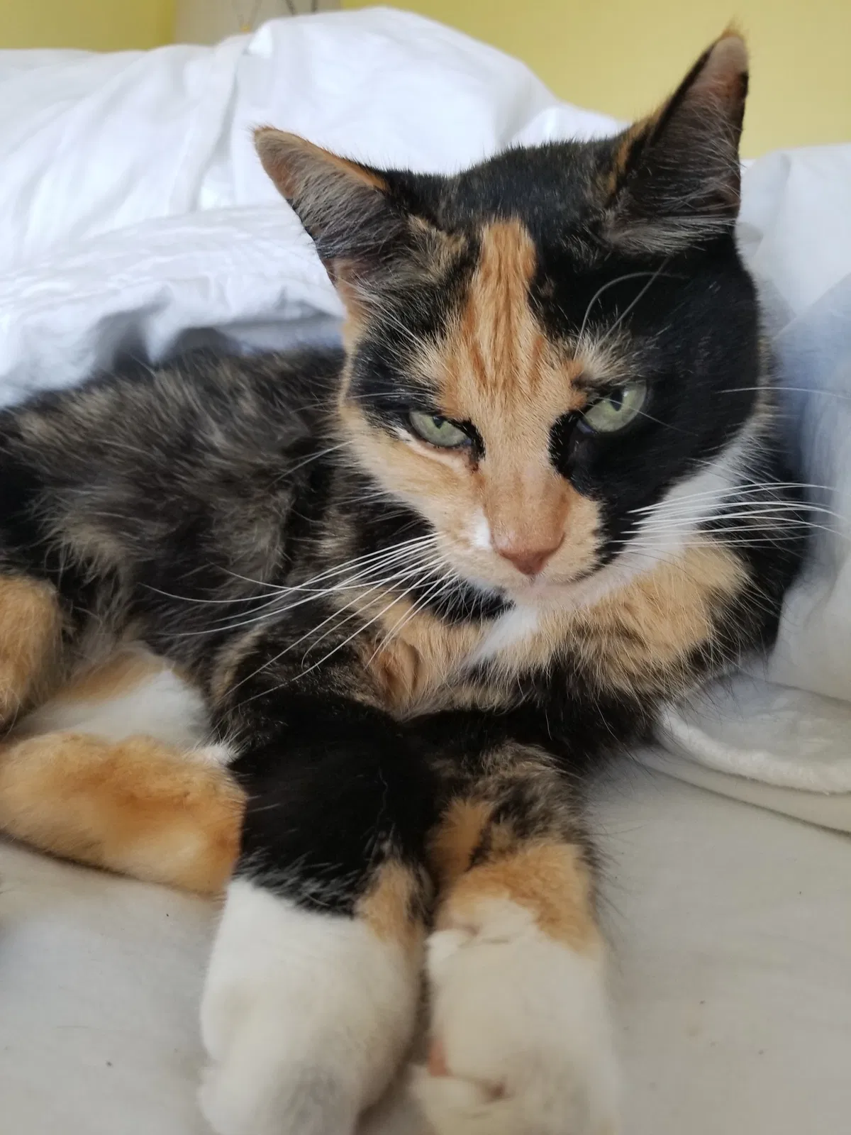Lost cat in Jupiter, FL, 33477