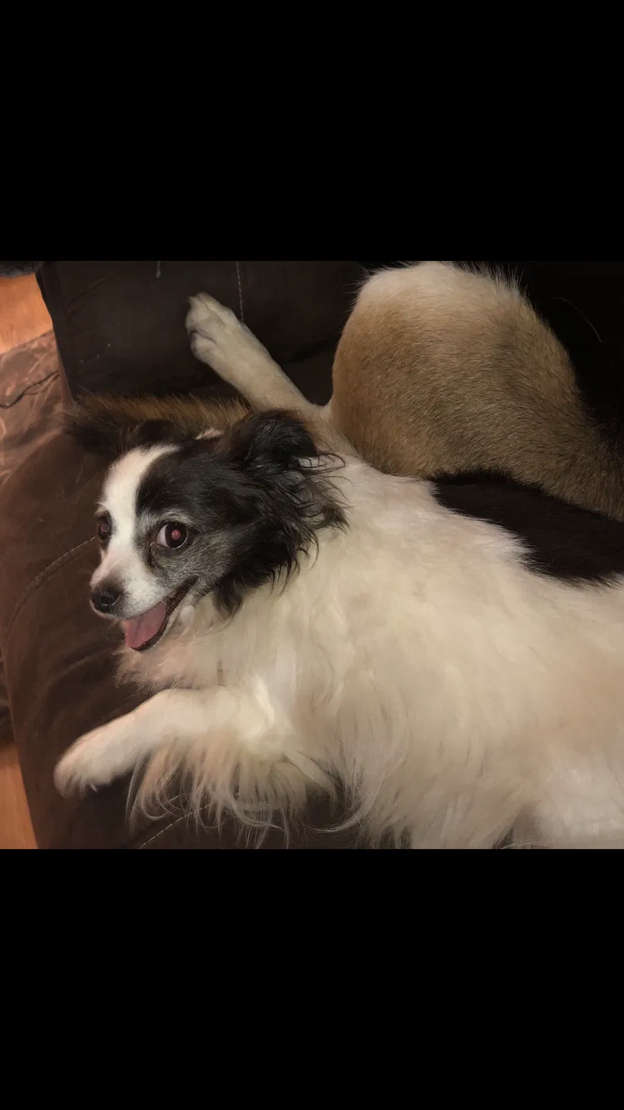 Lost dog in Rome, GA, 30165