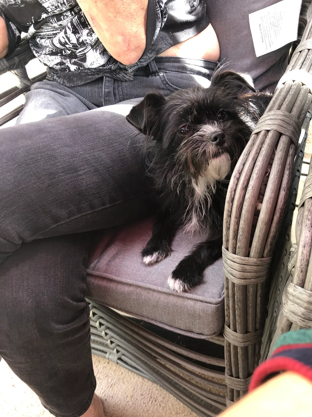 Lost dog in Redlands, CA, 92373