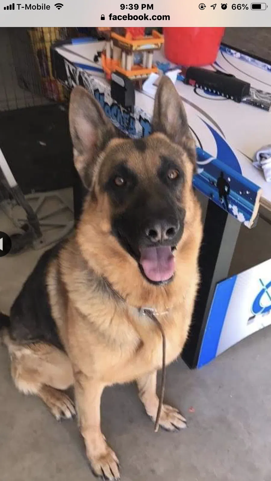 Lost dog in Adelanto, CA, 92301