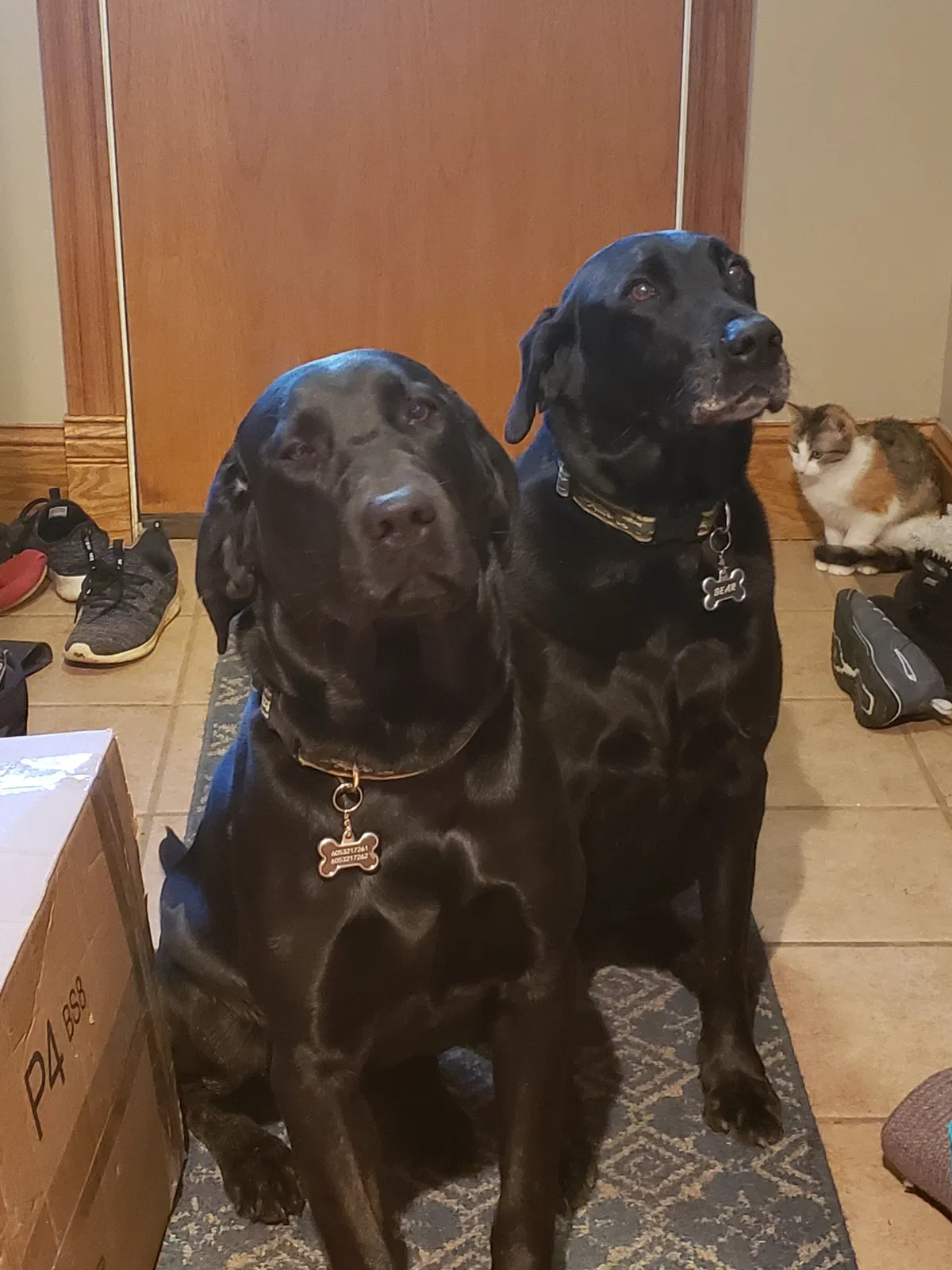 Lost dog in Vermillion, SD, 57069