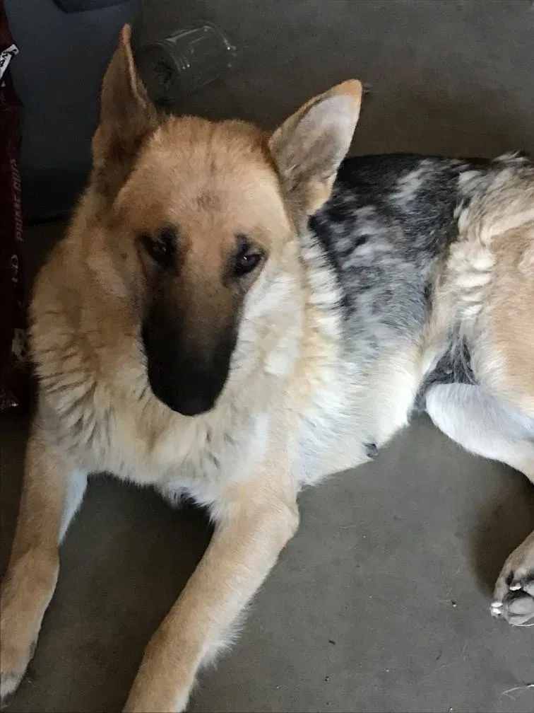Lost dog in Adelanto, CA, 92301