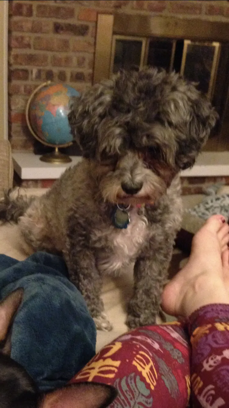 Lost dog in Champaign, IL, 61821