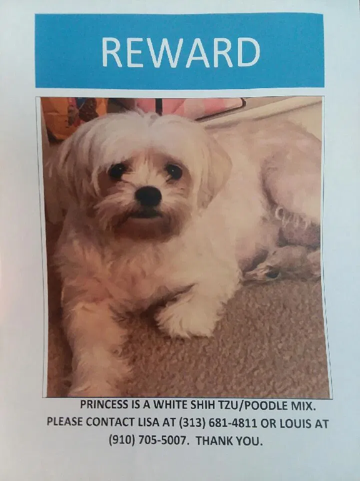 Lost dog in Fayetteville, NC, 28311
