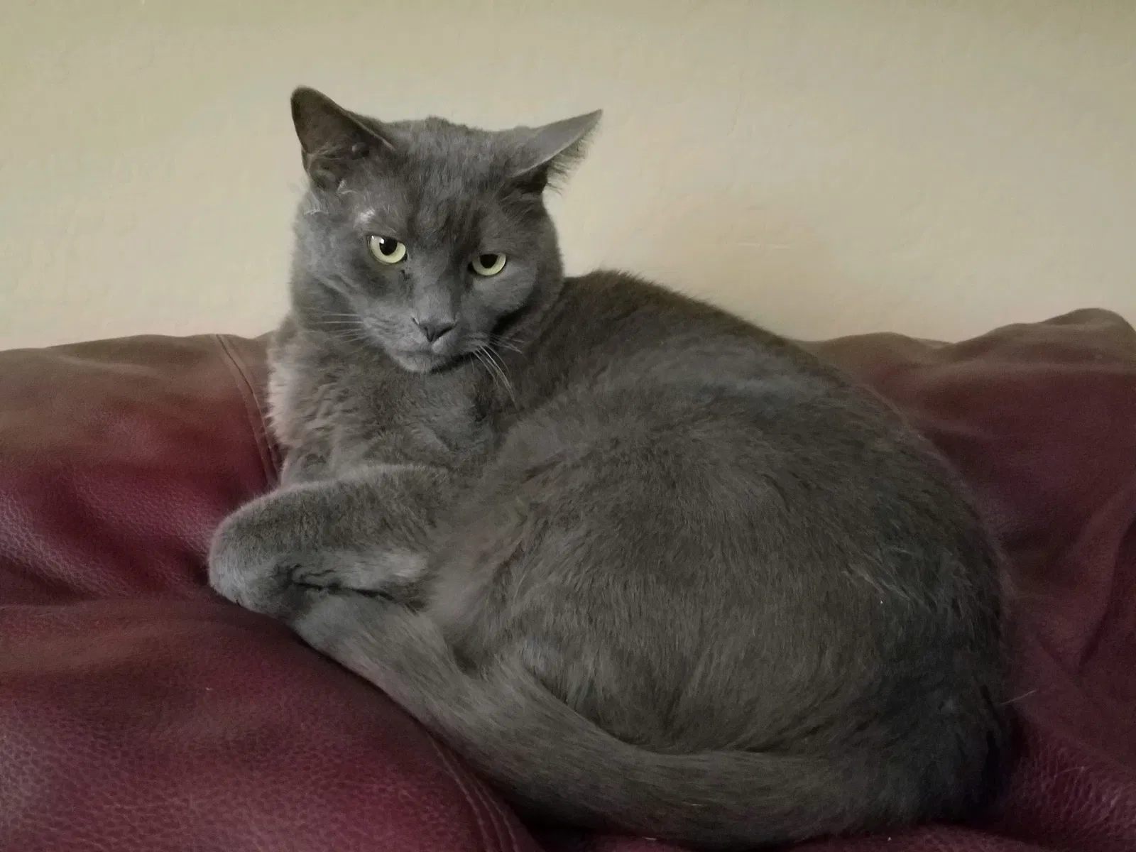 Lost cat in Mesa, AZ, 85213