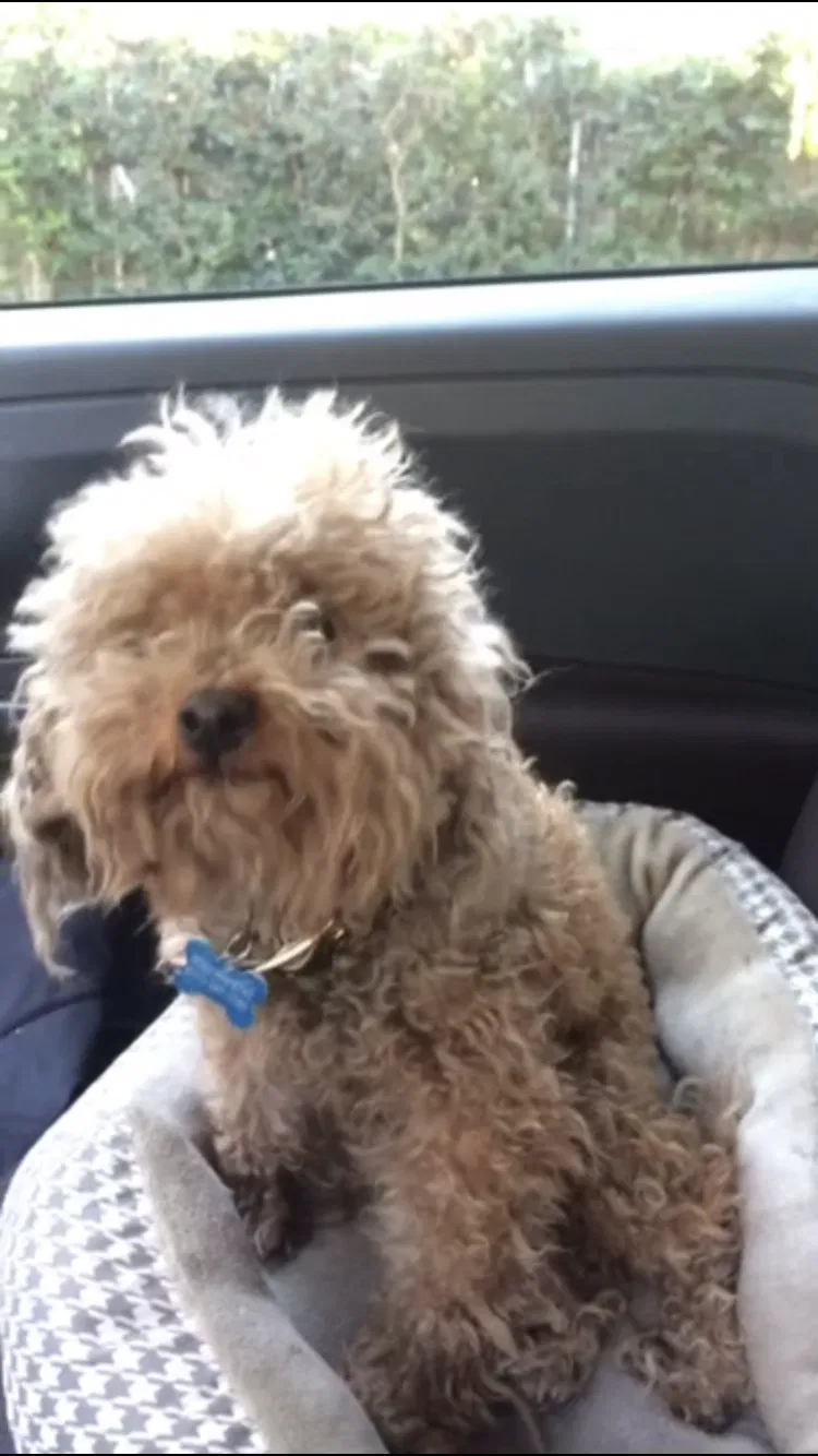 Lost dog in Burbank, CA, 91504