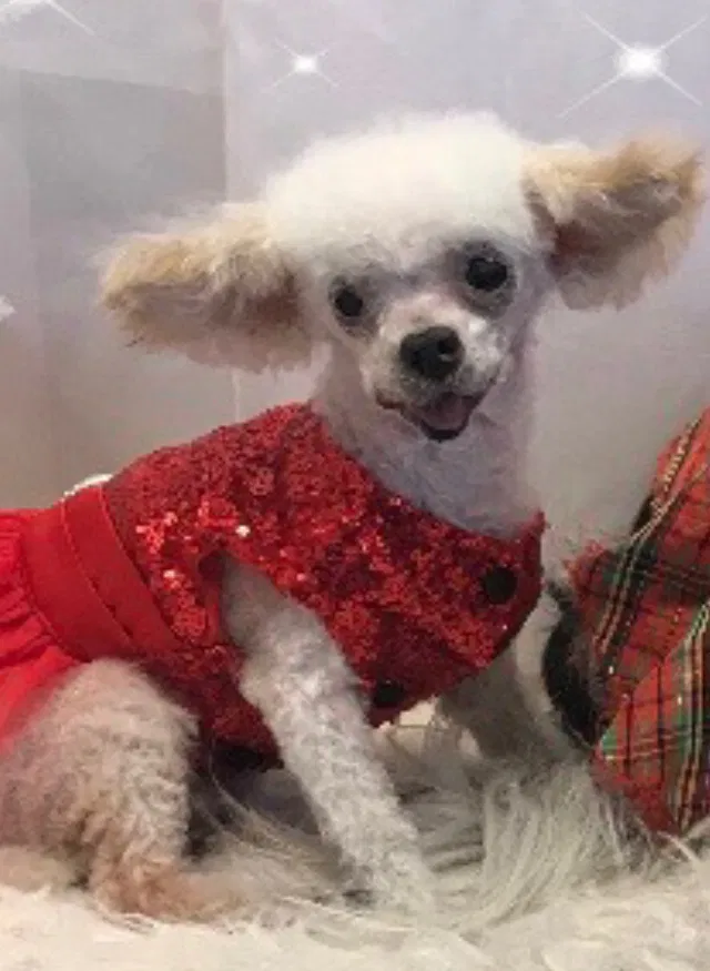 Lost dog in Fort Worth, TX, 76133