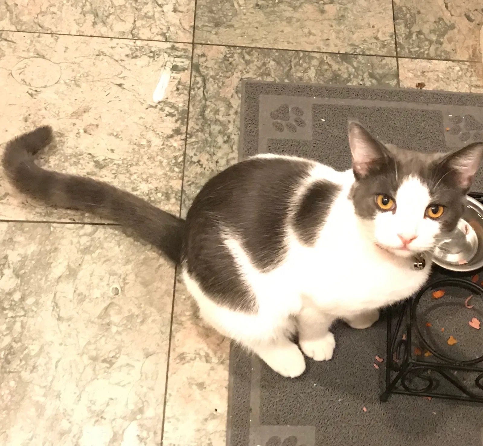 Lost cat in Rancho Cucamonga, CA, 91730
