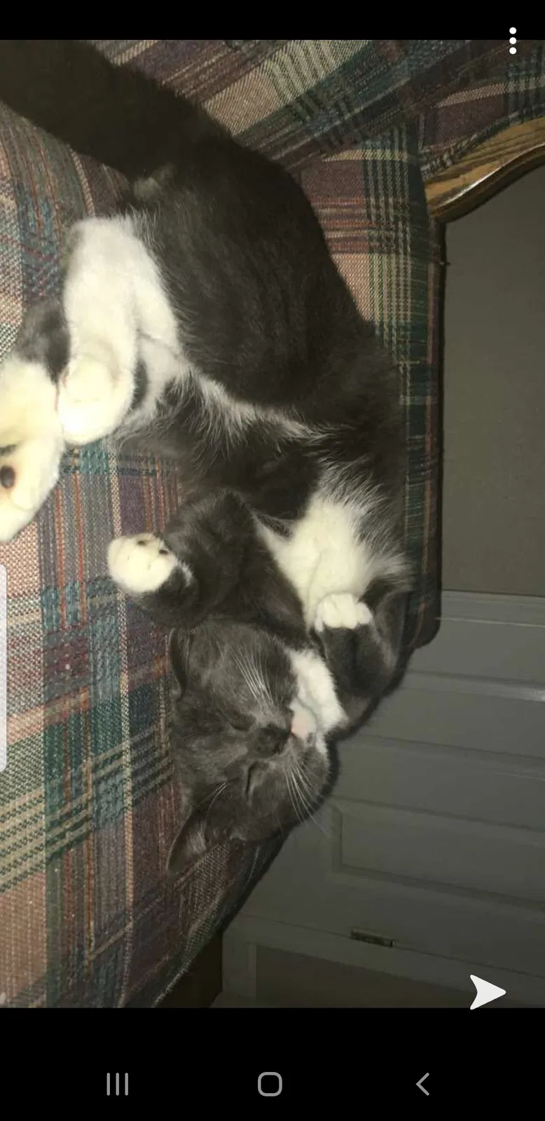 Lost cat in Bowling Green, OH, 43402