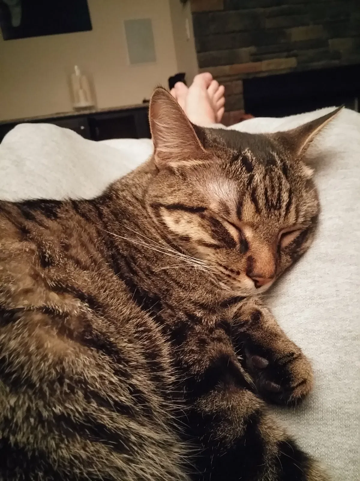 Lost cat in New Bern, NC, 28562