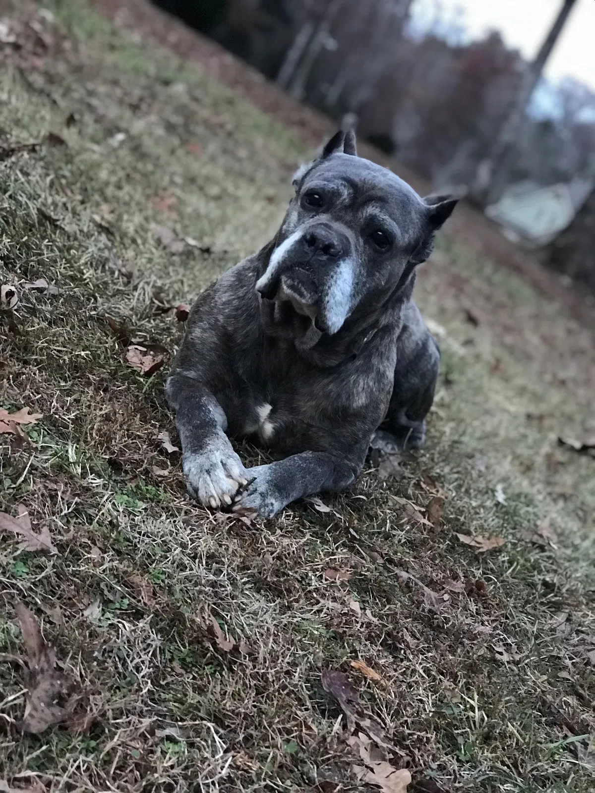 Lost dog in Woodruff, SC, 29388