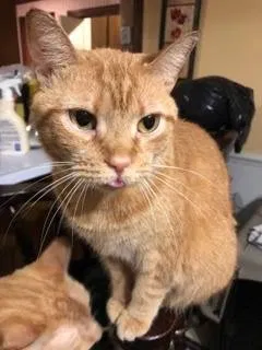 Lost cat in Wilson, NC, 27896
